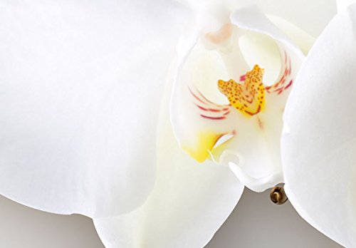 Wall Art Flowers Orchid 5pcs Home Decor Framed Stretched Picture Photo Painting Artwork for Living Room Floral Nature Botanical