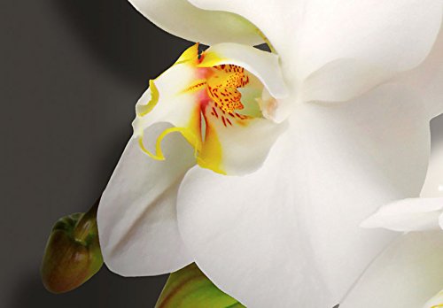 Wall Art Flowers Orchid 5pcs Home Decor Framed Stretched Picture Photo Painting Artwork for Living Room Floral Nature Botanical