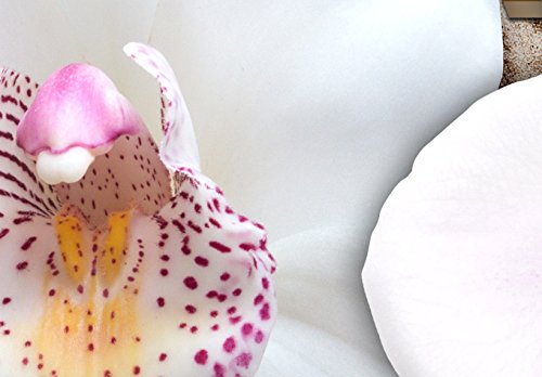Wall Art Flowers Orchid 5pcs Home Decor Framed Stretched Picture Photo Painting Artwork for Living Room Floral Nature Botanical